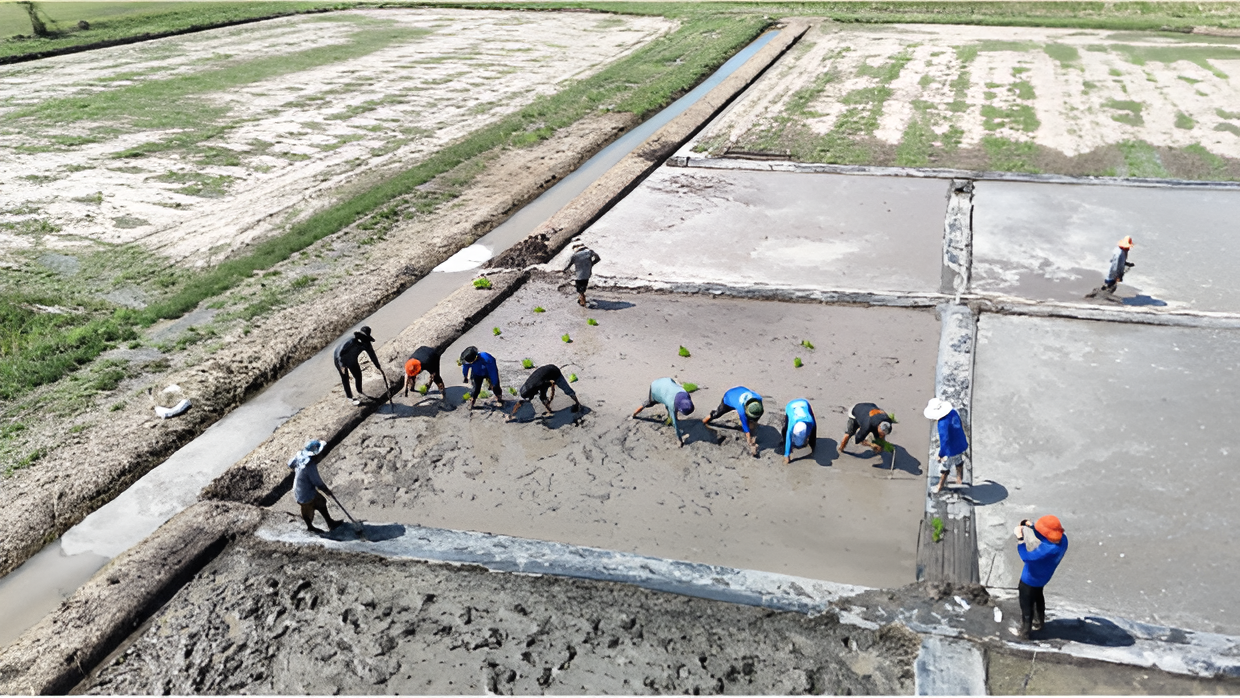 Farmers working across a flooded rice demonstration field in Nakhon Sawan, Thailand