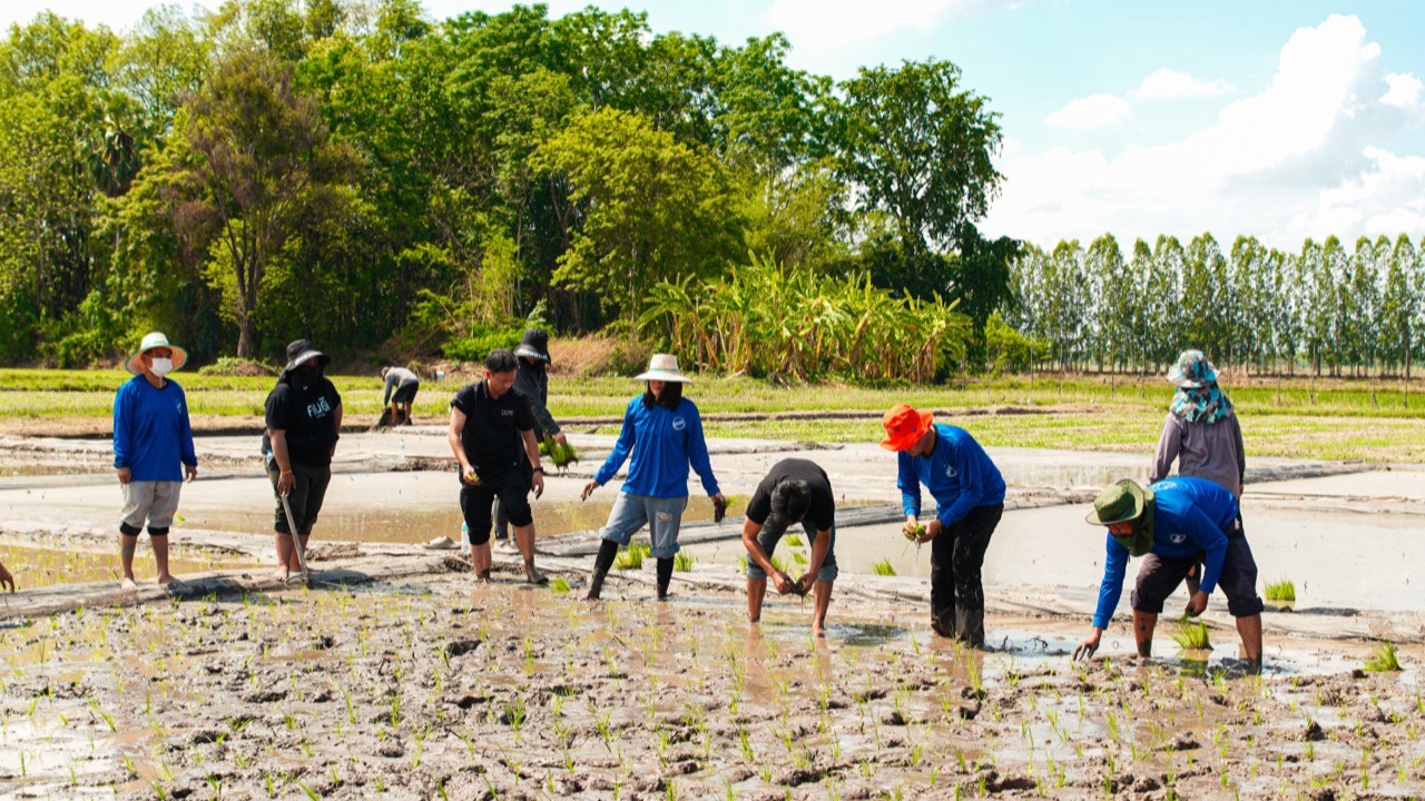 Farmers transplanting rice seedlings by hand at the Nakhon Sawan trial field