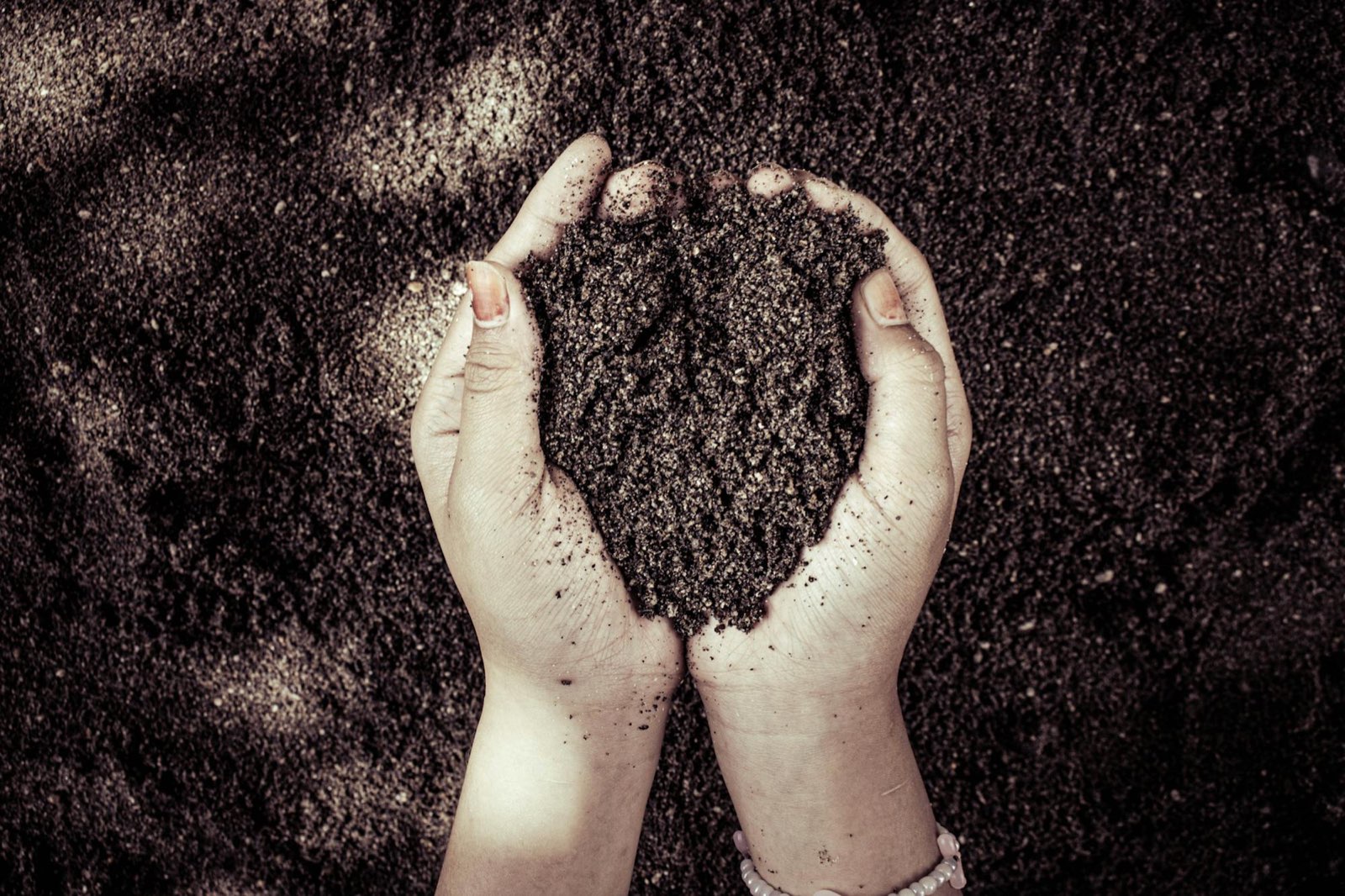 Hands cupping dark, porous biochar ready to be worked into soil