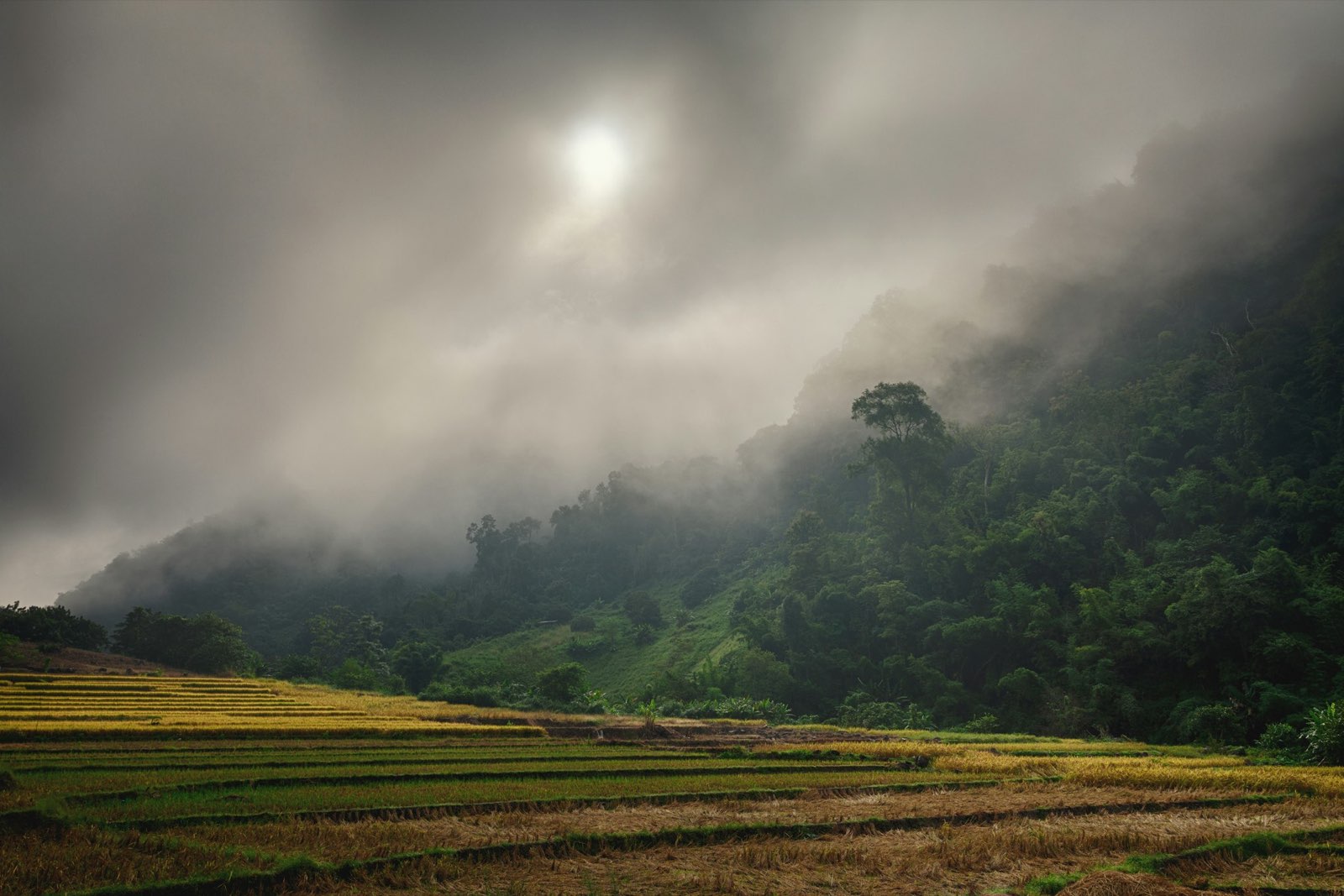 Low mist drifting over a quiet valley of harvested paddies, carbon settling back toward the ground