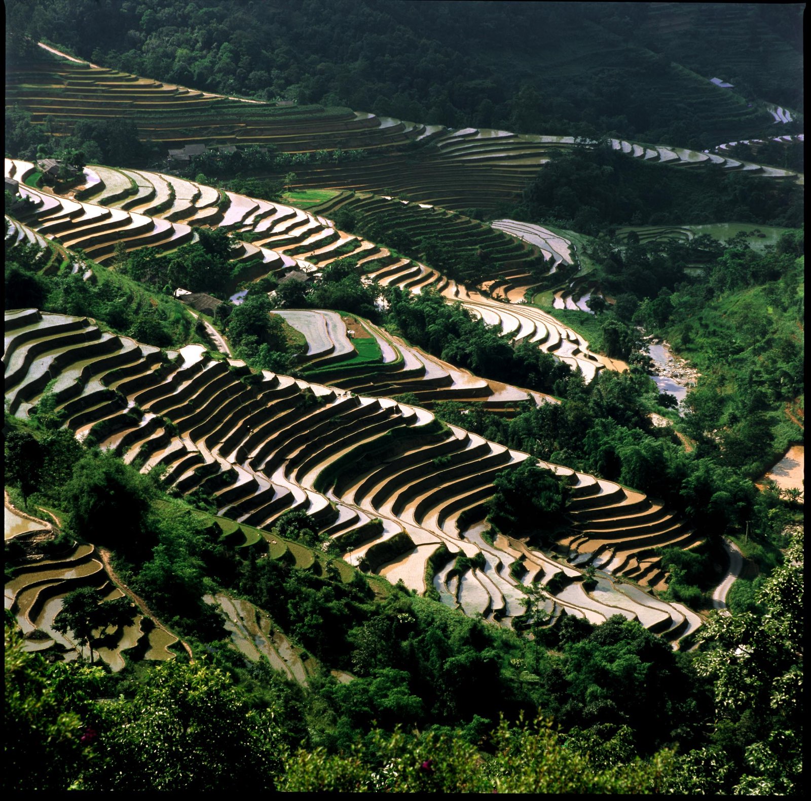 Curved water-filled rice terraces tracing a hillside contour